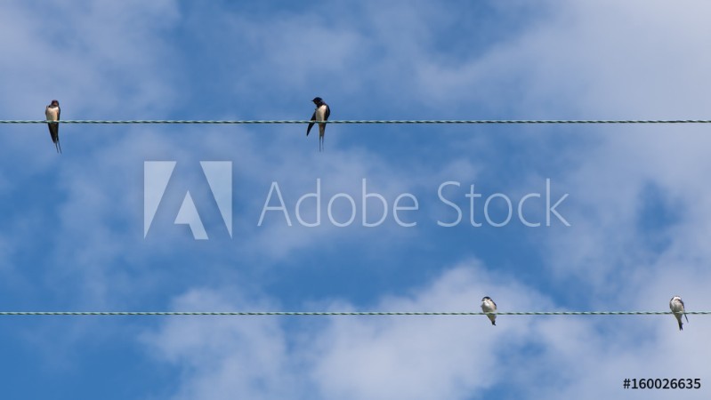 Picture of Swallows Hirundo rustica on telephone wires Flock of birds in the family Hirundinidae resting on cables in front of blue sky in the British summer